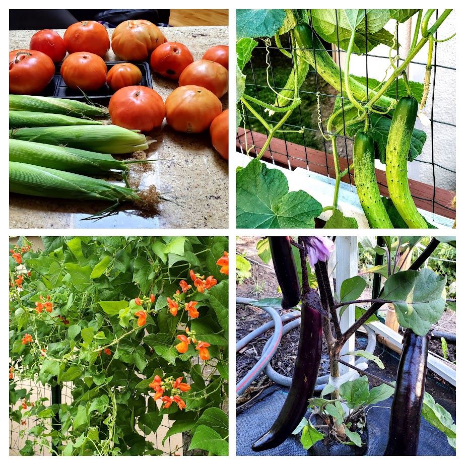 20220704_065715-COLLAGE - Copy