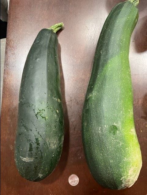 Zucchini 2