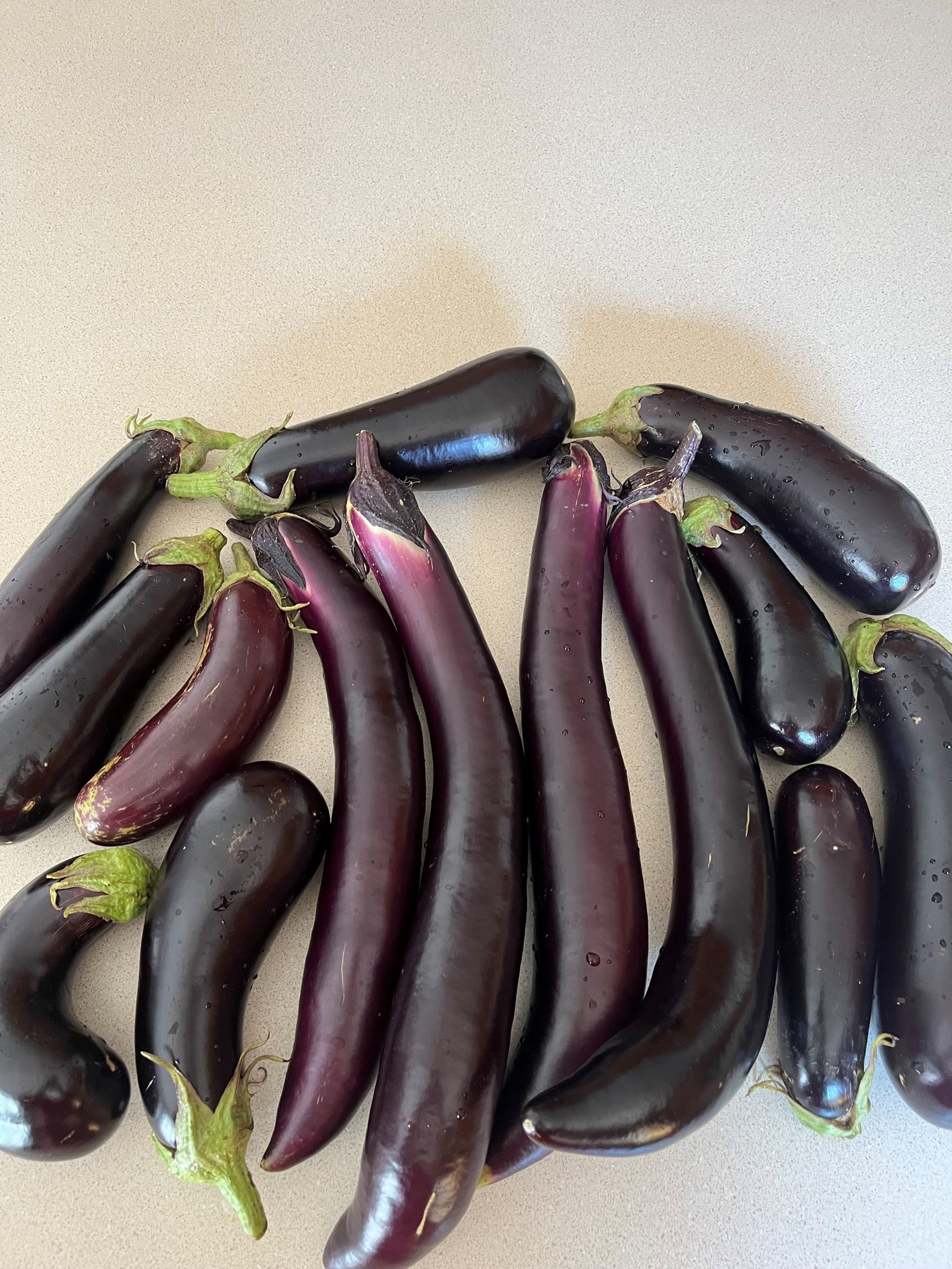 Eggplant Summer 2024