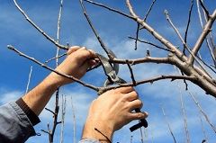pruning