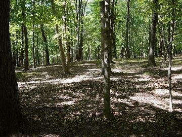 Deforrestation Photo