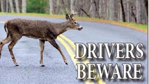 Deer Beware